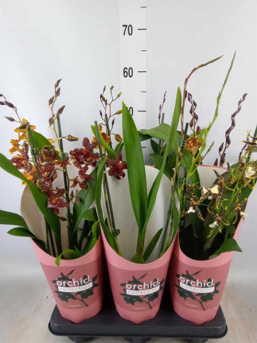 <h4>Cambria   ...mix 3</h4>