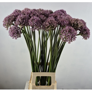 ALLIUM PINK JEWEL