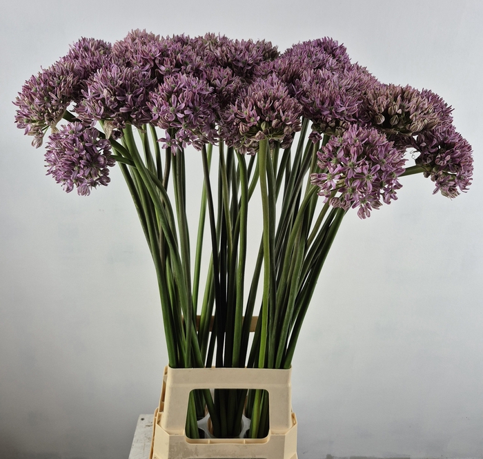 <h4>ALLIUM PINK JEWEL</h4>