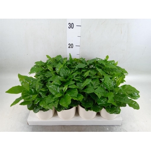 Coffea arabica