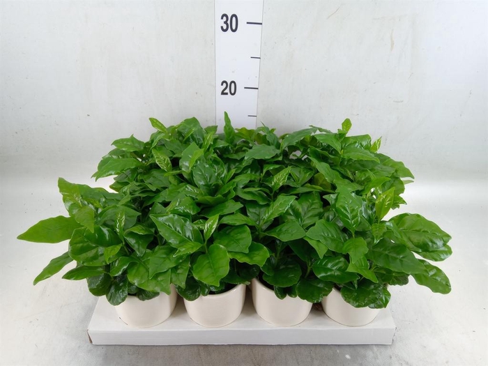 <h4>Coffea arabica</h4>