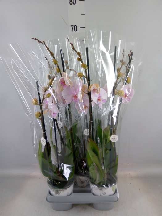 <h4>Phalaenopsis  'Manta Ambon'</h4>