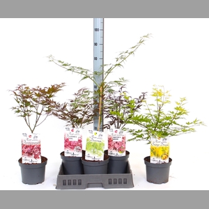 ACER OV