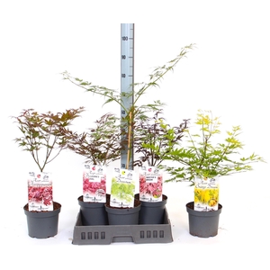 ACER OV