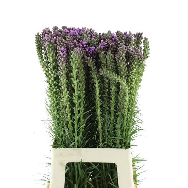 <h4>LIATRIS SPICATA</h4>