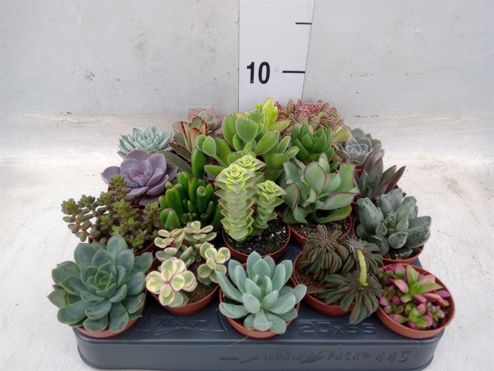 <h4>Succulents   ...</h4>