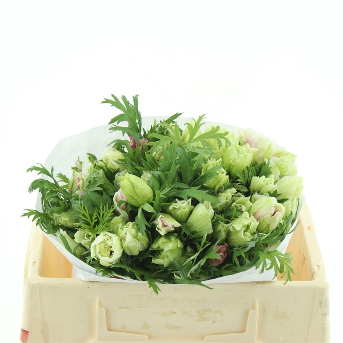 <h4>Anem Mistral Tigre Extra</h4>