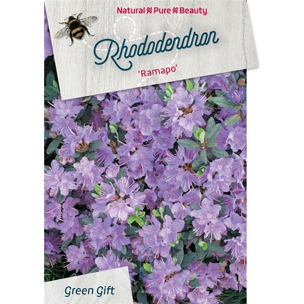 <h4>Rhododendron 'Ramapo' purple</h4>