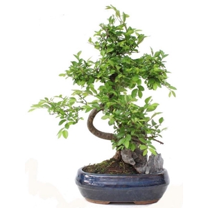 ZELKOVA