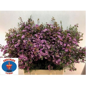 CHAME UN PURPLE PRID