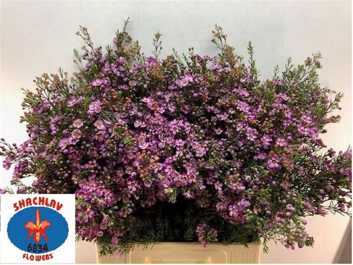 <h4>CHAME UN PURPLE PRID</h4>