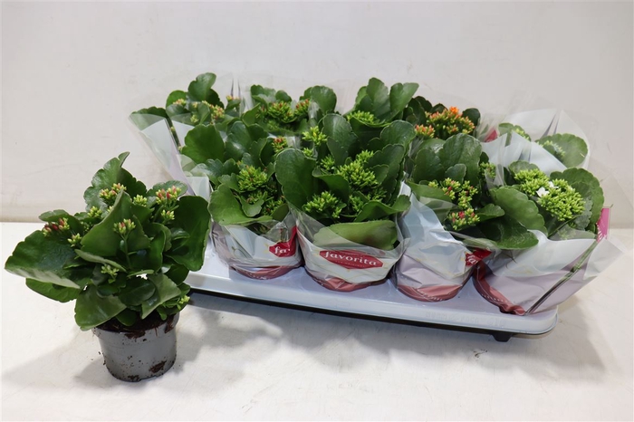 <h4>Kalanchoe Favorita 6 Colour Mix</h4>