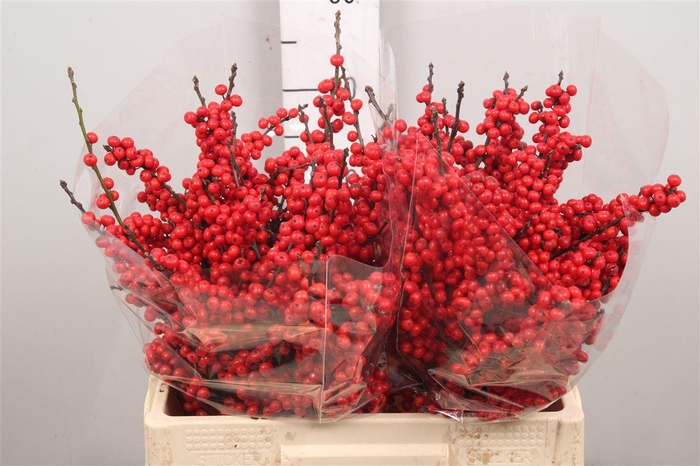 <h4>Ilex Ve Rode Bes</h4>