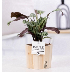 Ctenanthe Burle Marxii in P&PURE Wood 5