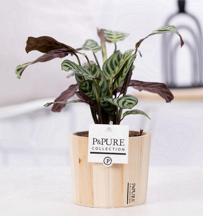 <h4>Ctenanthe Burle Marxii in P&PURE Wood 5</h4>