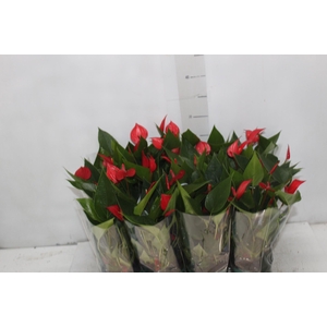 ANTHURIUM MINI MILLION PURE P09