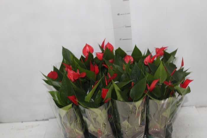 <h4>ANTHURIUM MINI MILLION PURE P09</h4>