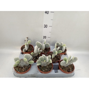 Opuntia microdasys 'Albispina'