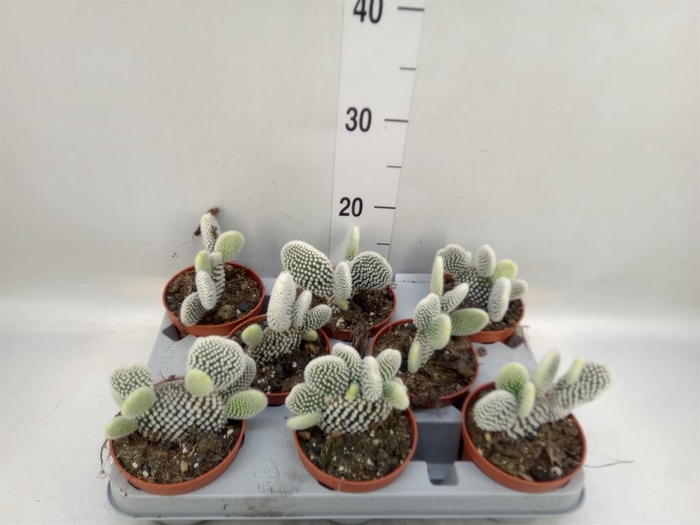 <h4>Opuntia microdasys 'Albispina'</h4>