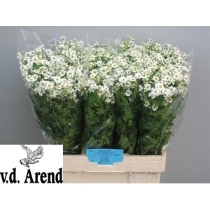 Tana Pa Single Vegmo