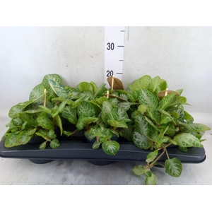 Episcia cupreata 'Minty Imp'