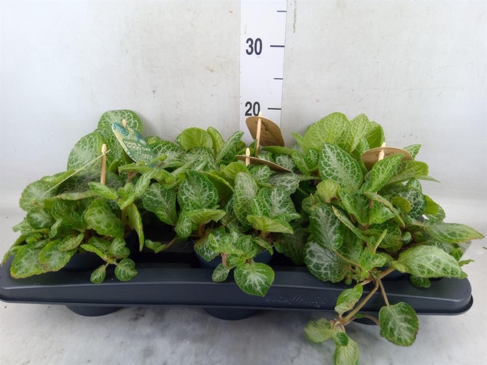 <h4>Episcia cupreata 'Minty Imp'</h4>