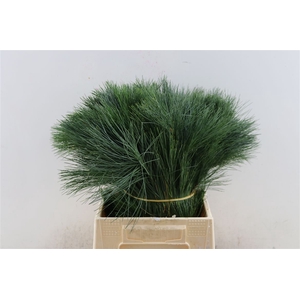 Pinus Seidenkiefer 70 Cm