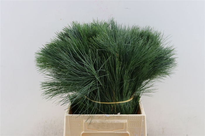 <h4>Pinus Seidenkiefer 70 Cm</h4>