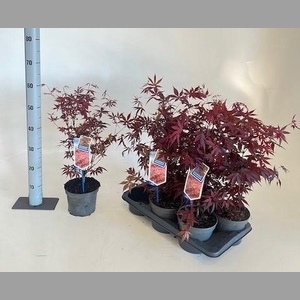 ACER PA ATROPURPUREU