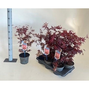 ACER PA ATROPURPUREU