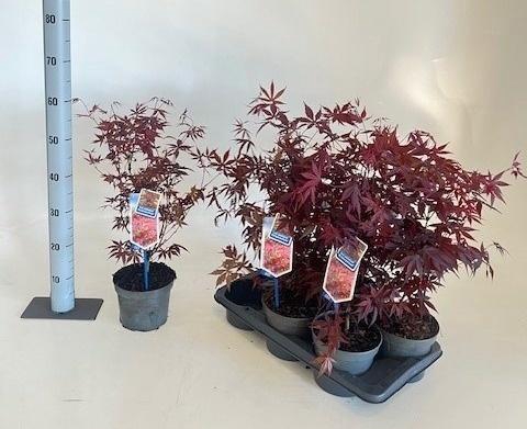 <h4>ACER PA ATROPURPUREU</h4>