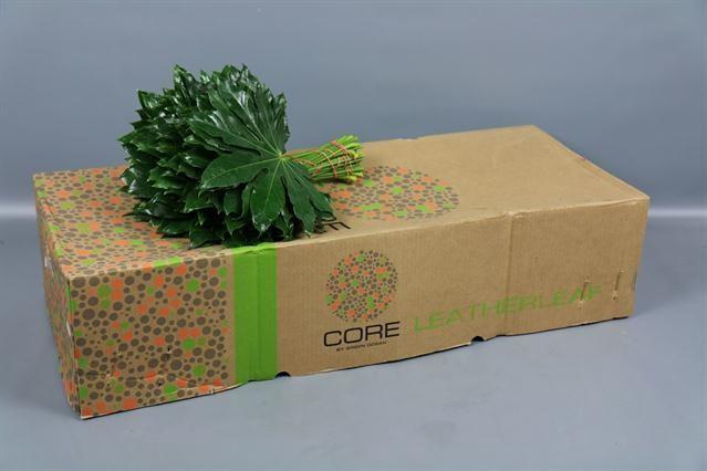 ARALIA 45 CM BROWN BOX