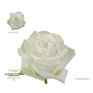 Rosa Premium Moonstone