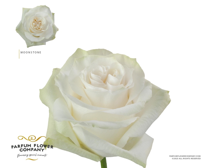 <h4>Rosa Premium Moonstone</h4>