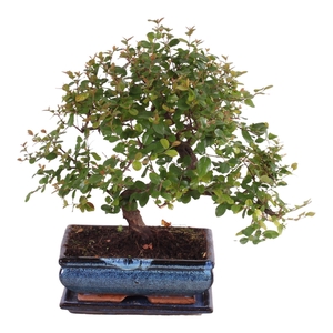Bonsai 'Sageretia' in ø20cm Ceramic S-Shape with Saucer
