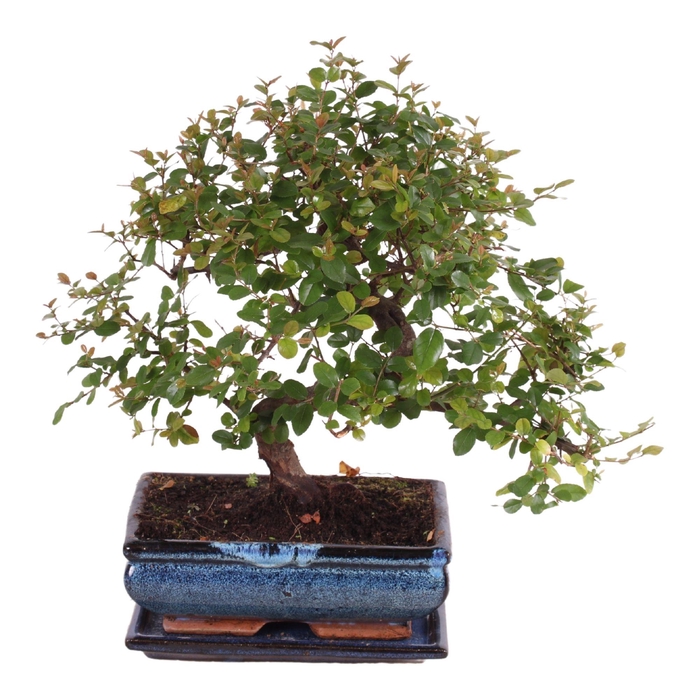 <h4>Bonsai 'Sageretia' in ø20cm Ceramic S-Shape with Saucer</h4>