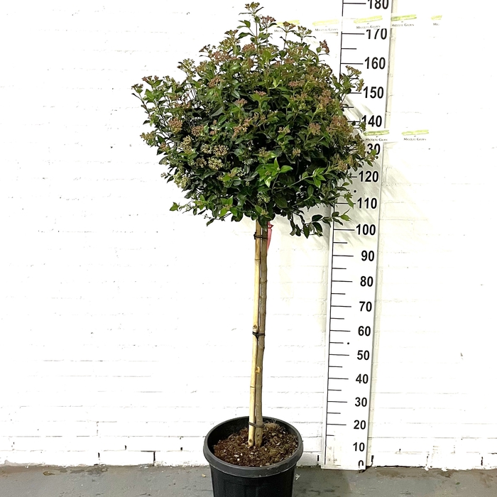 Viburnum tinus 'Eve Price' 1/2 Stem Clt20