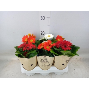 Gerbera  'Colourgame'   ...mix