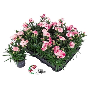DIAN SPRINT PINK PRO