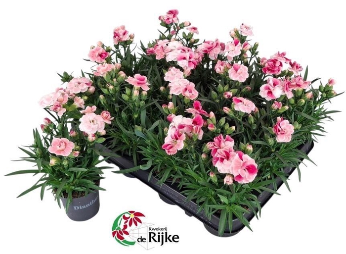 <h4>DIAN SPRINT PINK PRO</h4>