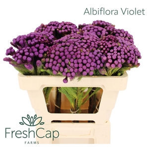 Albiflora Violet