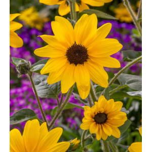 Helianthus Sunfinity Yellow Dark Center