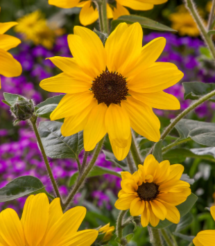 <h4>Helianthus Sunfinity Yellow Dark Center</h4>