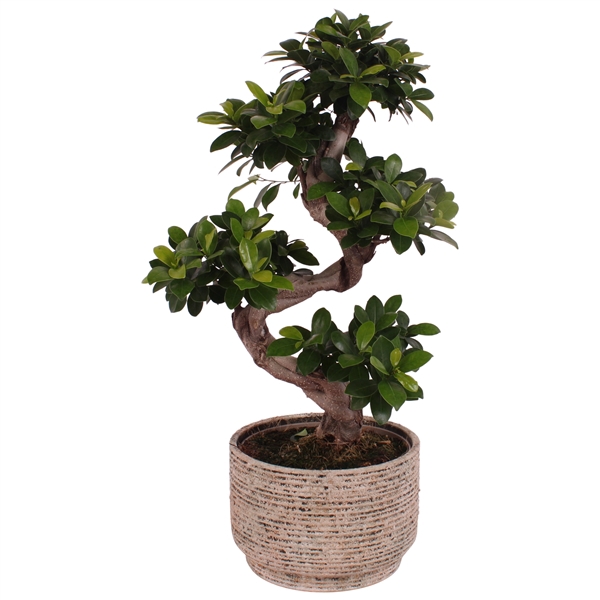 <h4>Ficus. Ginseng S-Shape Ø22cm in Ø24cm Ceramic NT567</h4>