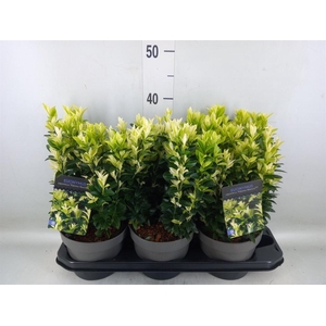 Euonymus japon.   ...