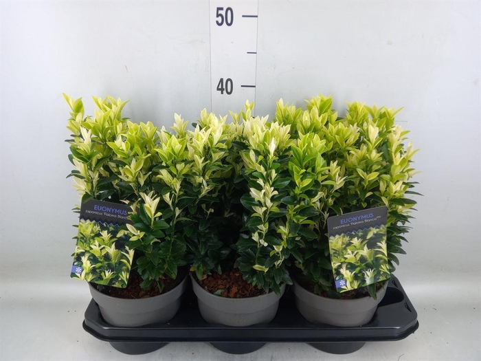 <h4>Euonymus japon.   ...</h4>