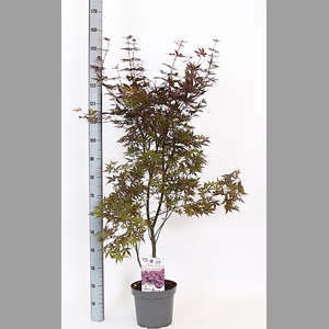 ACER OV