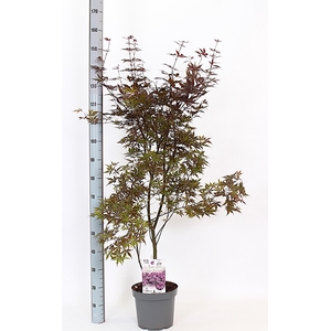 ACER OV