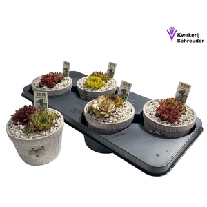 ARR SEMPERVIVUM