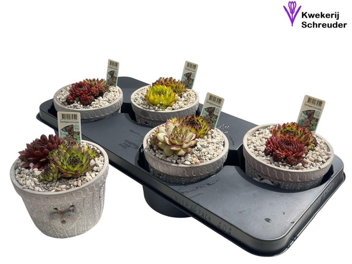 <h4>ARR SEMPERVIVUM</h4>